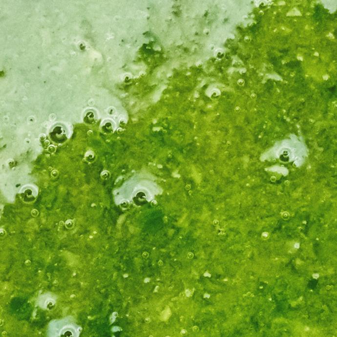 Close up of green plant liquid with bubbles