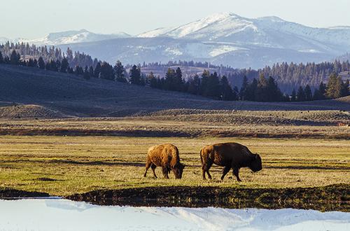 Bison and mountains at The Resort at Paws Up